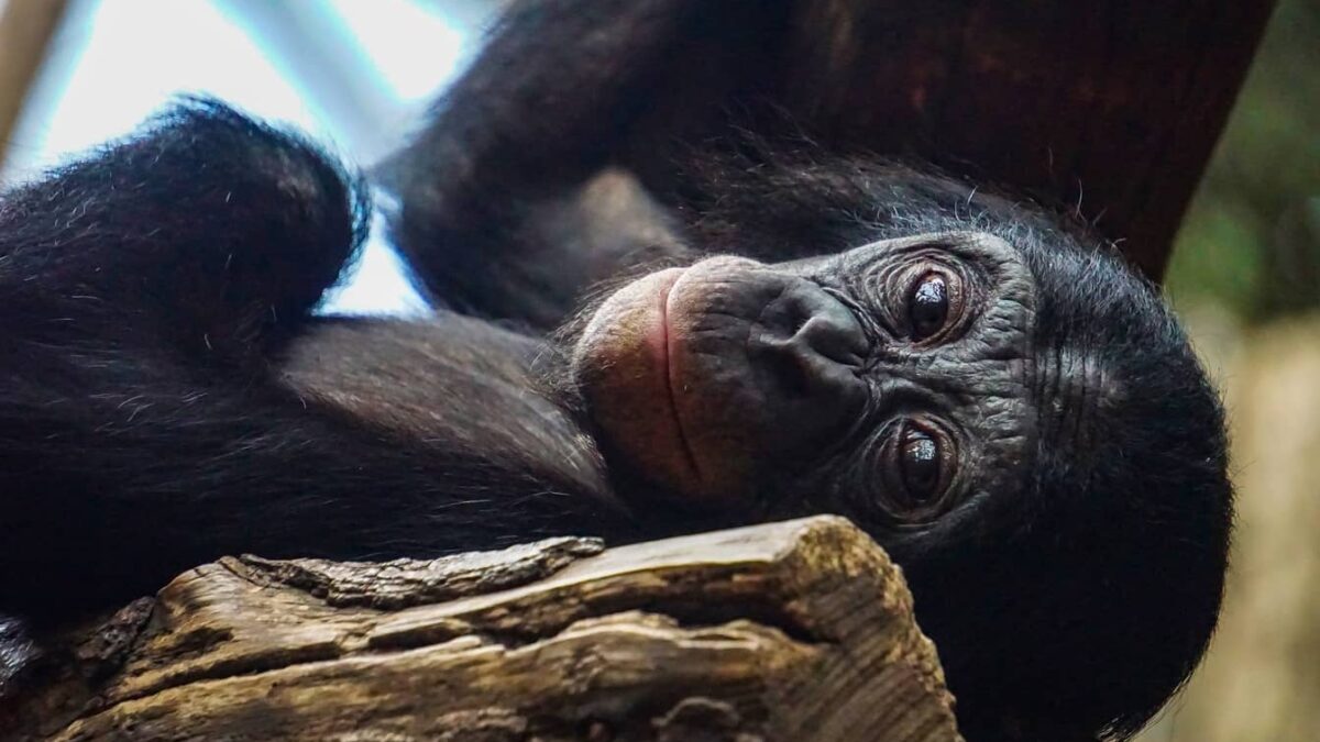 Nejen lidé, ale i šimpanzi ze Zoo Hodonín už fungují online. Streamují s kolegy z Dvora Králové