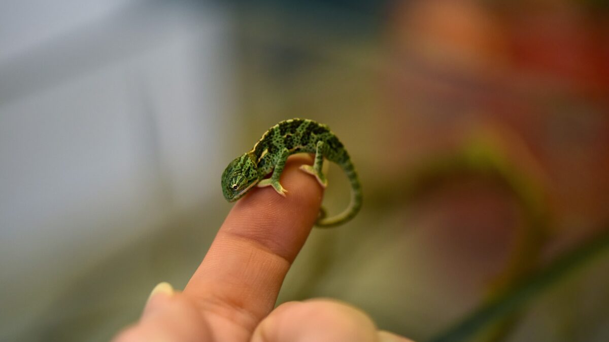 FOTO: V hodonínské zoo se vylíhly desítky chameleonů